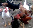 Keunggulan Ayam Kampung Dibanding Ayam Jenis Lainnya dan teknik beternak ayam buras