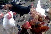 Keunggulan Ayam Kampung Dibanding Ayam Jenis Lainnya dan teknik beternak ayam buras