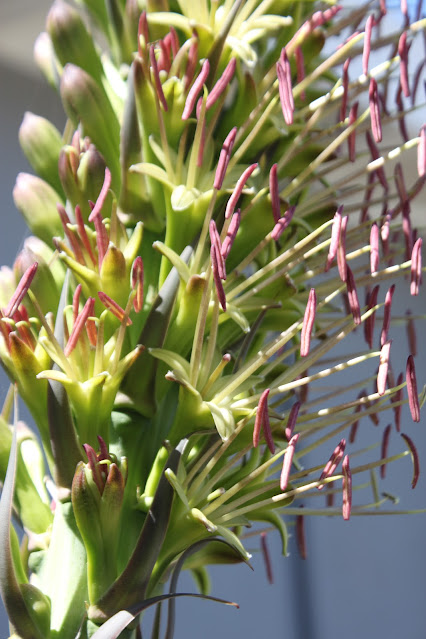 Agave chiapensis flower closeup