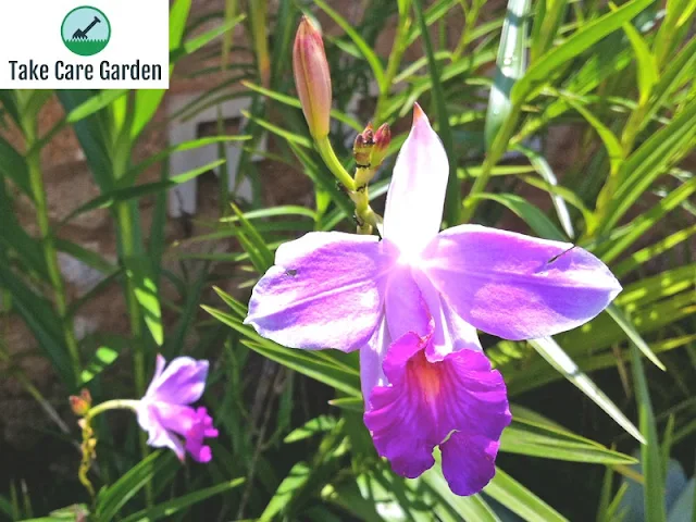 Cultivando e cuidando da orquídea bambu (Arundina graminifolia)