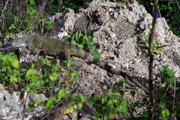 Iguana