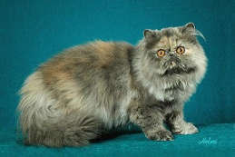 gambar kucing blue tortoiseshell