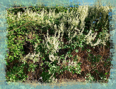 silver lace vine in las cruces