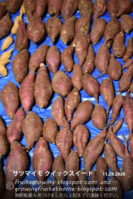 サツマイモ クイックスイートの収穫 無農薬栽培