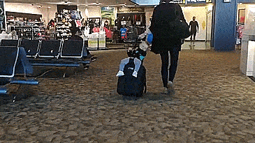 Mountain Buggy Bagrider, An AWESOME Luggage Stroller For Tow Your Child While Traveling
