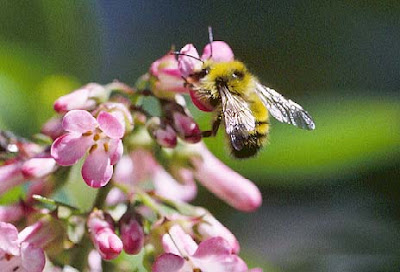 relatioship animals abeja dorada del norte Bombus fervidus