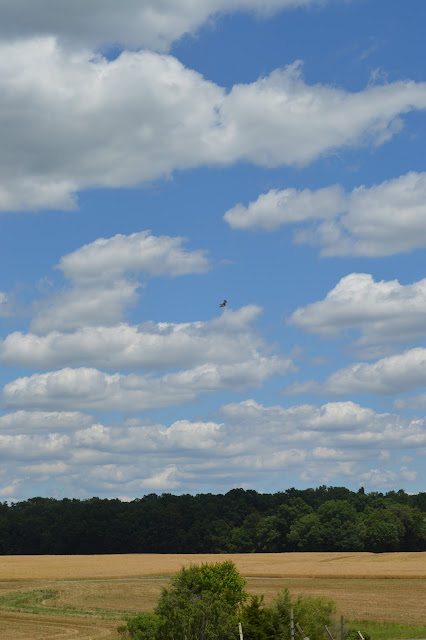 A pictures of the farms surrounding the strawberry field with a blue sky