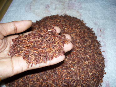 ข้าวสังข์หยดเมืองพัทลุง // Sangyod GI rice