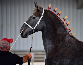 Percheron, Heavy Horse, Draft Horse, Hitch Horse, Grey Percheron, Ames Percherons