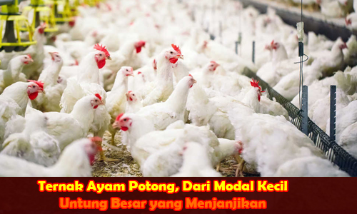 Ternak Ayam Potong, Dari Modal Kecil Untung Besar yang Menjanjikan