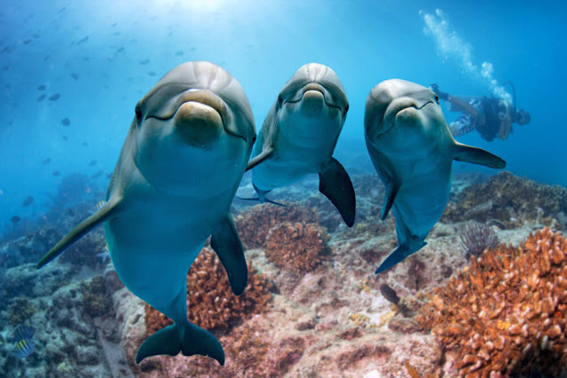 Dolphins time (hora de los delfines)