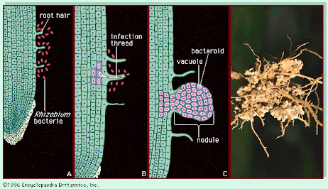 Rhizobium leguminosarum, berwarna merah