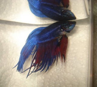 crowntail