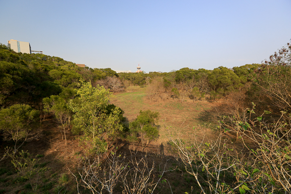 台中西屯中科東大公園400公尺九重葛花牆 、諾亞方舟步道散步