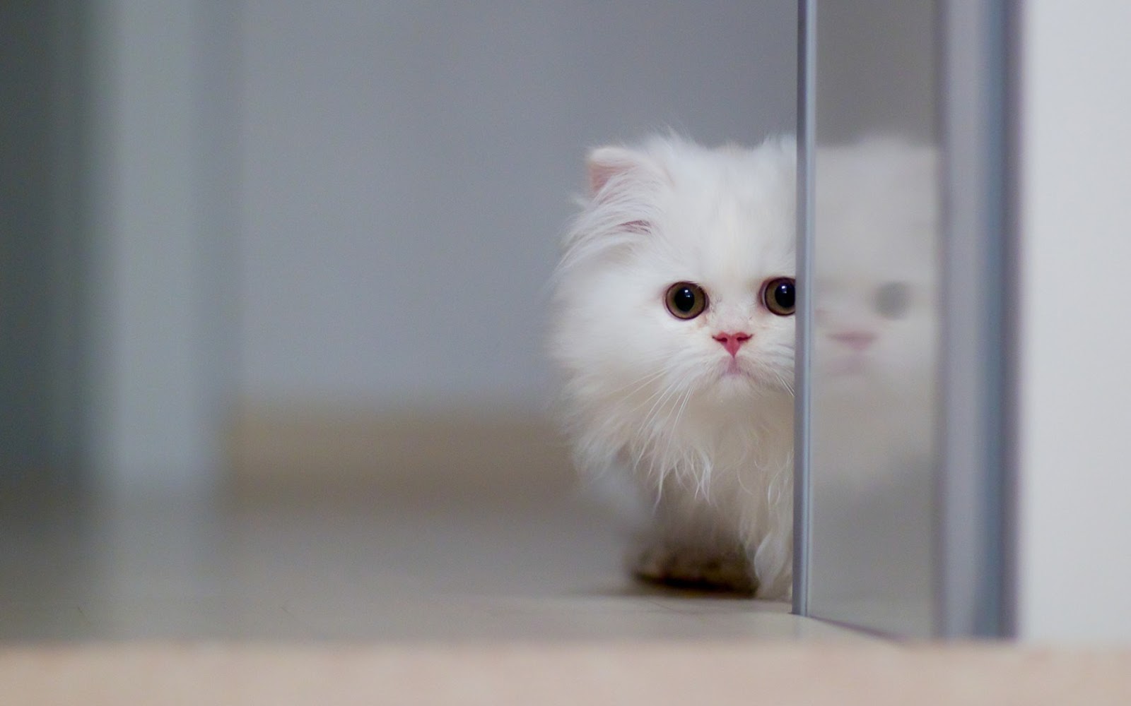Gambar Foto Kucing Persia Lucu Imut Gambar Kata Kata