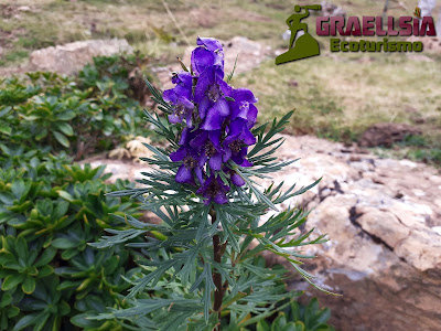 Aconitum napellus