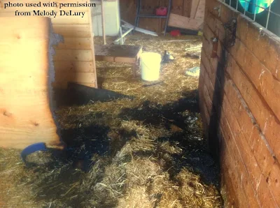  proficient chicken keepers who dear their pet chickens unintentionally kill them Whether to Heat the Chicken Coop inwards Cold Weather