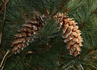 Pinus ayacahuite - Mexican white pine care and cultivation