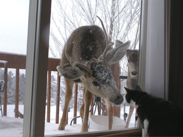 30 Unexpected But Beautiful Animal Friendships