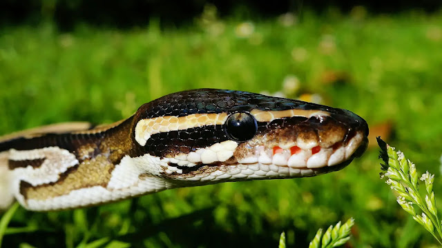 Ball Python