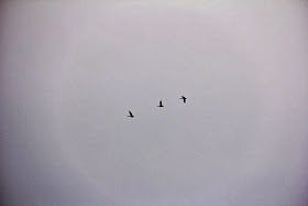 Canada geese, cloudy skies, St. Croix River, Spring 2014