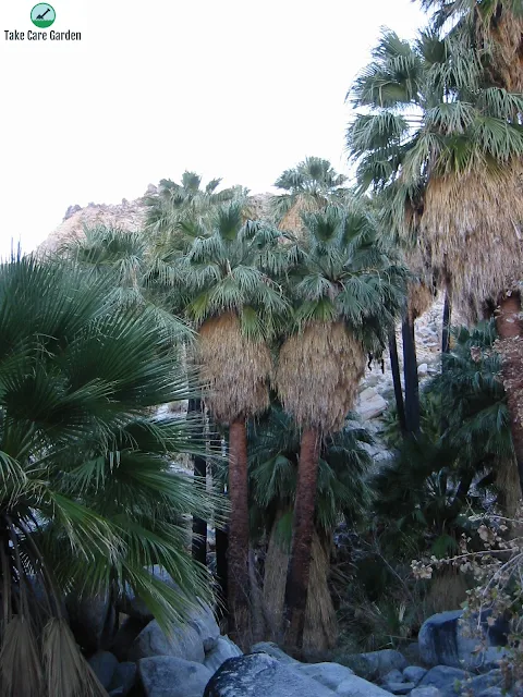 Características e Cuidados com a Árvore Palmeira-de-saia Washingtonia Filifera
