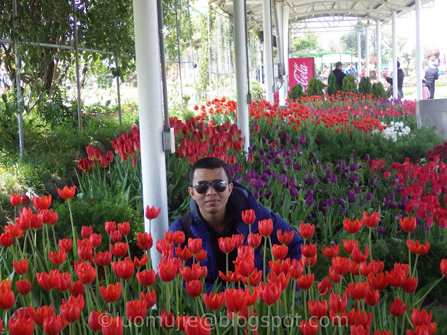 Zhongshe flower market taichung