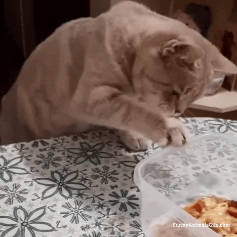 Funny Cat taking Foods
