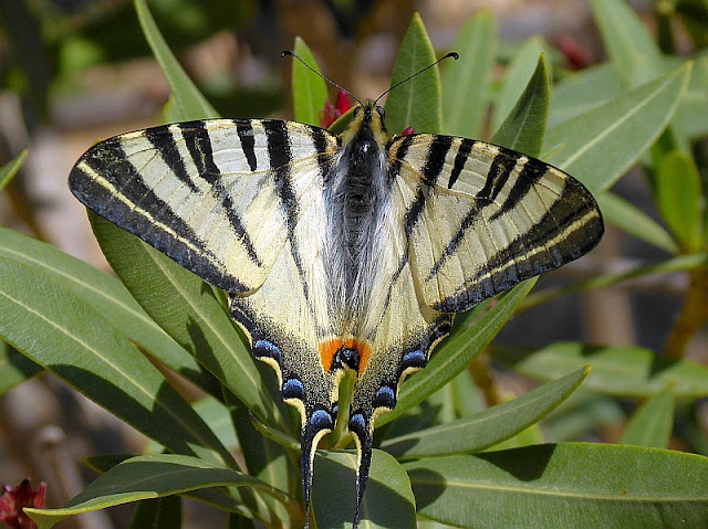 Iphiclides podalirius, Segelfalter