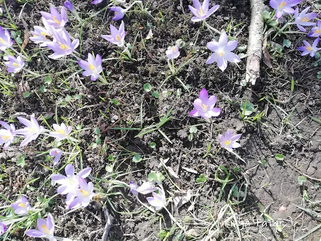 Garten_Blumen_Krokusse