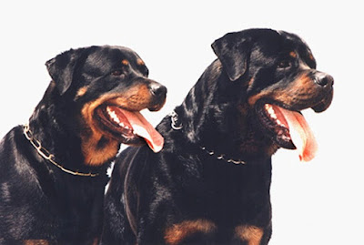 Rottweiler dog and everything you need to know about them