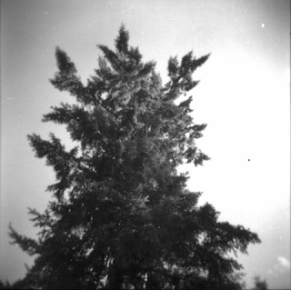 A lone tree-top, vignetted with light leaks.