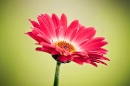 Pink Flower for Lover Wallpaper