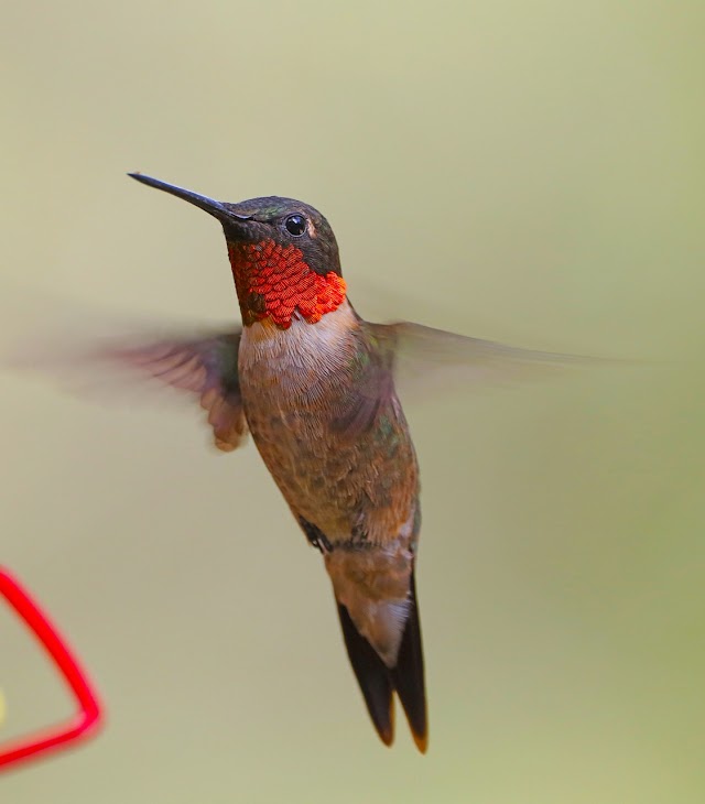  Homemade Hummingbird Food| Fun Facts