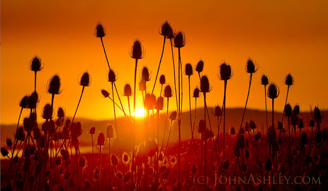 Fuller's Teasel (c) John Ashley