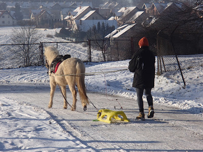 konie, kucyki, jazda konna, jazda na sankach, kulig, oprzęganie koni, zima w mieście