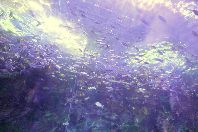 珠海長隆海洋王國．世界最大水族館