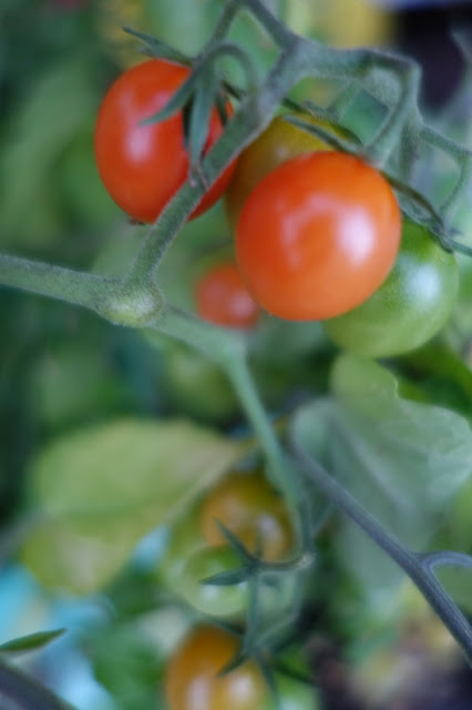 tomater röda orange gula gröna planta odla tomat