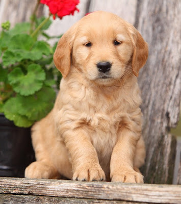 Golden Retriever Puppies For Sale Now Near Me