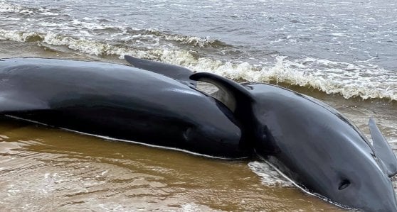 Strage di balene in Australia, praticata l'eutanasia