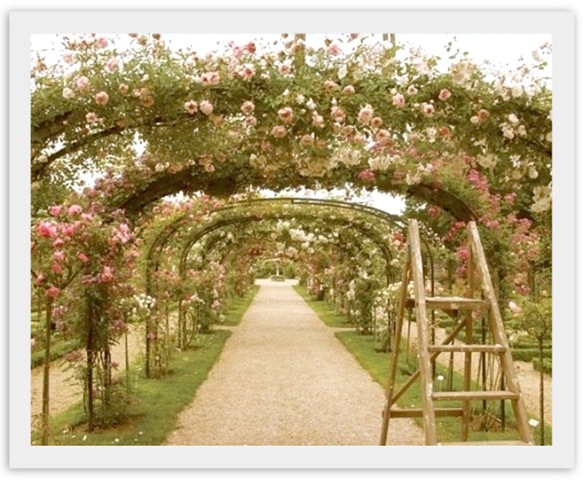 summertime-roses[1]