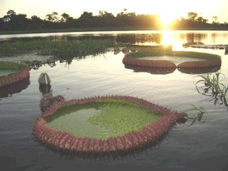 FLORESTA ESTADUAL DO PARU - PA