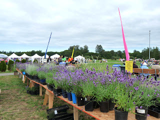 Lavender plants for sale