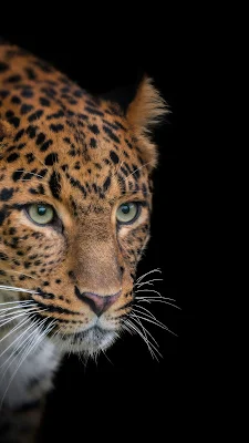 Leopard wallpaper backgrounds iPhone dan Android