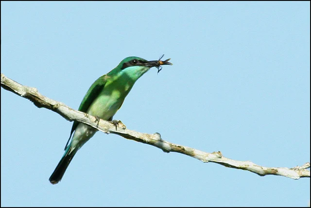 Blue-throated Bee-eater