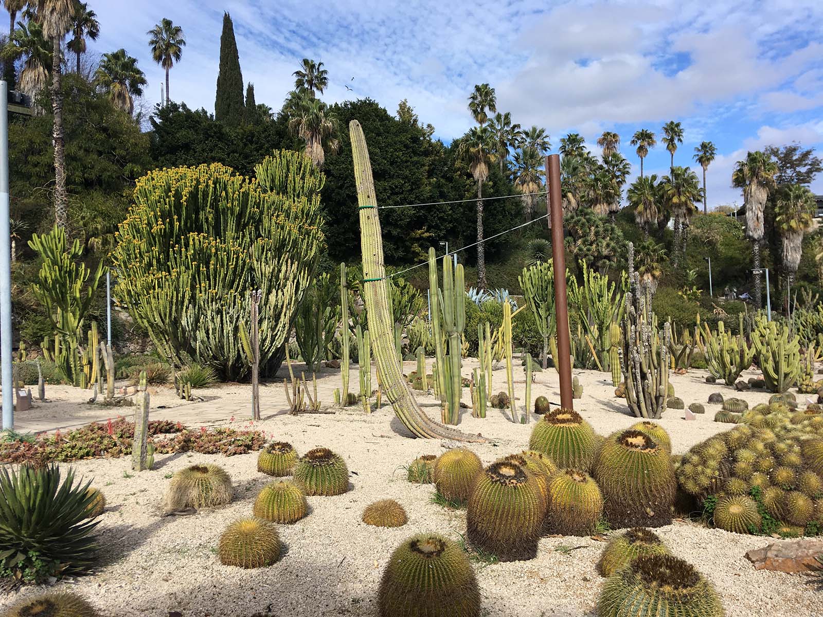 Jardines de Costa i Llobera de cactus y plantas suculentas. Montjuic, febrero 2021