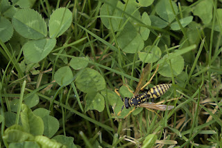 Wasp in grass next to clover