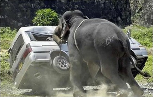 animals-attacking-cars-18
