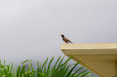 A Myna bird stands tall against the wind in Hawaii. August, 2019. © Evan's Studio