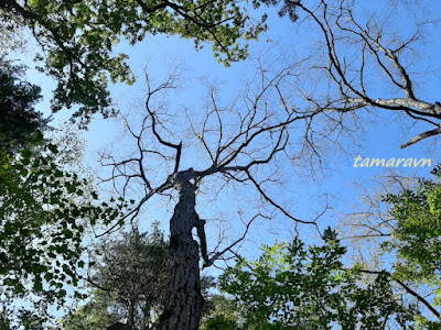 Липа амурская (Tilia amurensis)